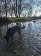 Beauceron štěňátka s PP