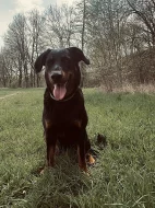 Beauceron štěňátka s PP