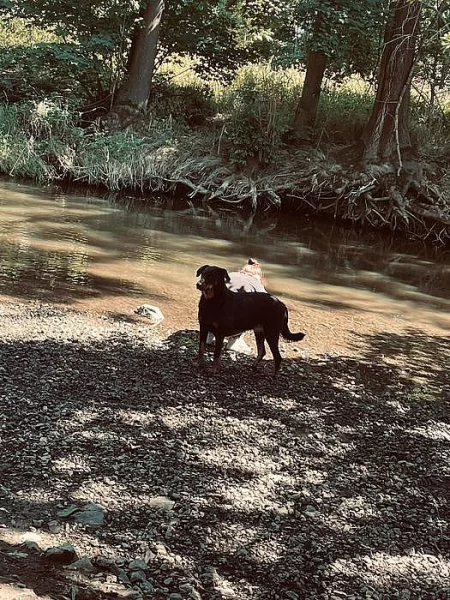 Beauceron štěňátka s PP