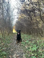 Beauceron štěňátka s PP