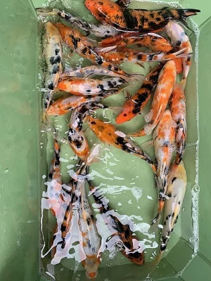 Koi 15-30cm