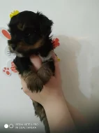 Štěňátka jorkšíra Třinec fenky, přivezeme kdekoliv