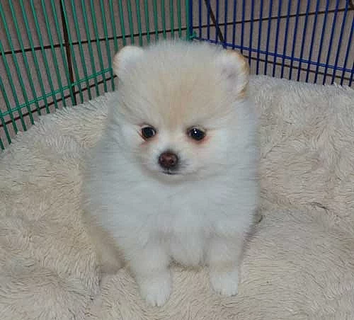 Milující štěňata Pomeranian Teacup