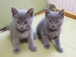 Chartreux Kittens for caring House