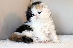 Roztomilá perská koťátka aktuálně k dispozici