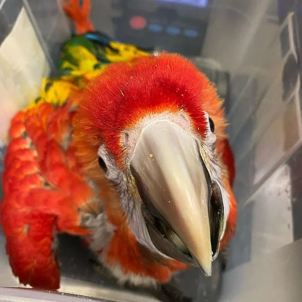 ara šarlatový Papoušci