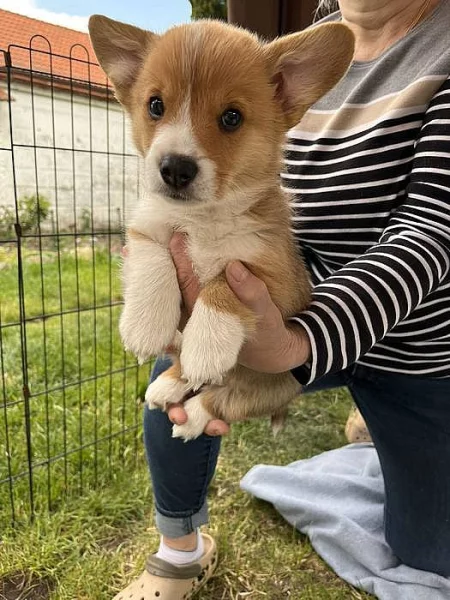 Pembroke Weslch Corgi