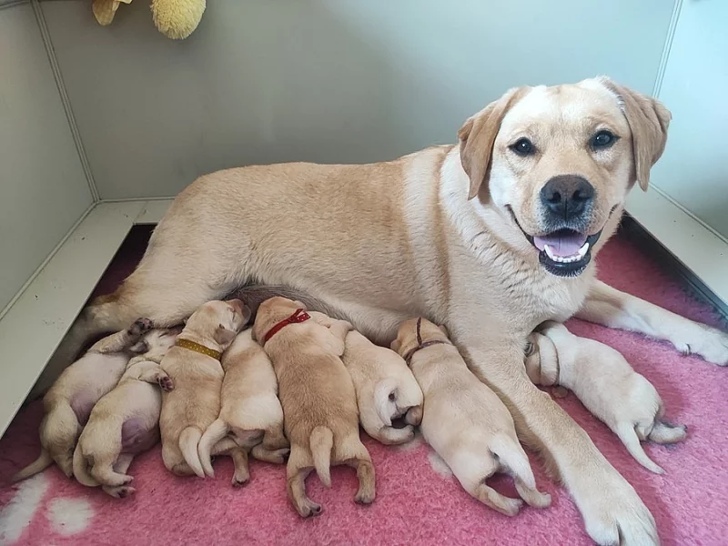 Labrador štěňátka kluci s PP