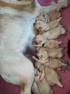Labrador štěňátka kluci s PP