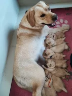 Labrador štěňátka kluci s PP