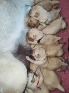 Labrador štěňátka kluci s PP