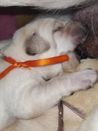 Labrador štěňátka kluci s PP