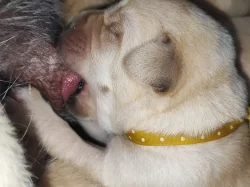 Labrador štěňátka kluci s PP