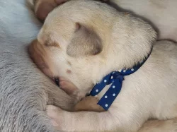 Labrador štěňátka kluci s PP