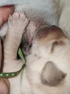 Labrador štěňátka kluci s PP