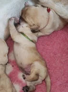 Labrador štěňátka kluci s PP