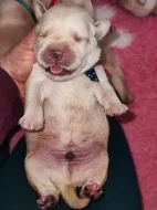 Labrador štěňátka kluci s PP