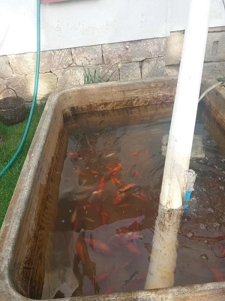 Karas