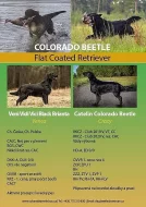 Flat coated retriever