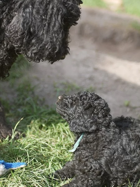 Australský Labradoodle F4 štěně