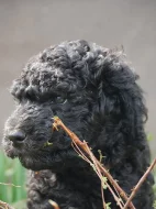 Australský Labradoodle F4 štěně