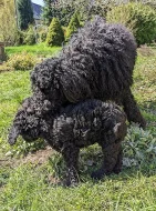 Australský Labradoodle F4 štěně