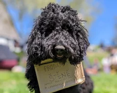 Australský Labradoodle F4 štěně