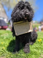 Australský Labradoodle F4 štěně