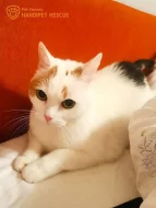 Kordulka - krátkosrstá kočka bez PP