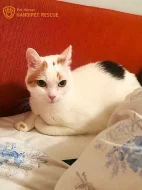 Kordulka - krátkosrstá kočka bez PP