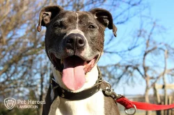 André - Stafordšírský bulteriér bez PP