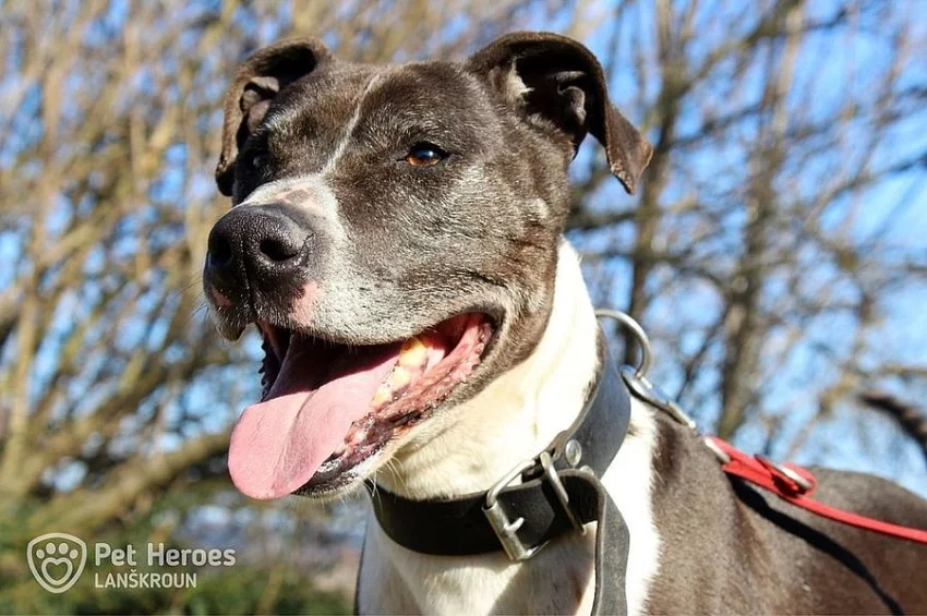 André - Stafordšírský bulteriér bez PP