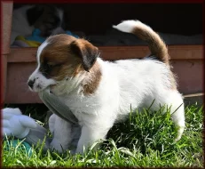 Jack Russell terier s PP