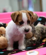 Jack Russell terier s PP