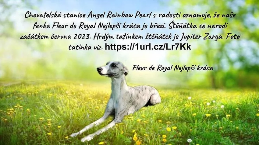 Rezervace štěňátek whippet / vipet