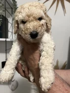 Labradoodle F4