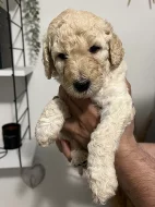 Labradoodle F4