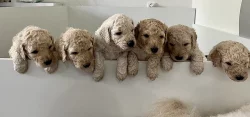Labradoodle F4