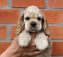 Americký kokršpaněl