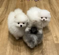 Německý špic trpasličí (Pomeranian)