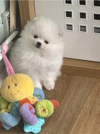Německý špic trpasličí (Pomeranian)