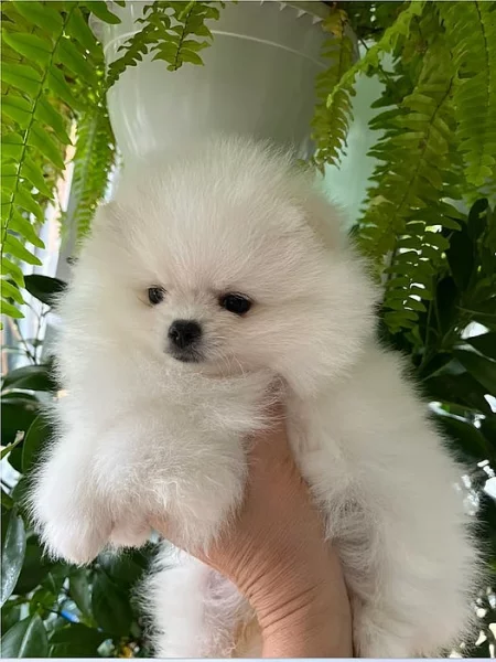 Německý špic trpasličí (Pomeranian)