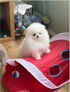 Německý špic trpasličí (Pomeranian)