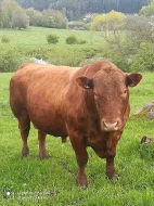 Plemený býk Angus červený