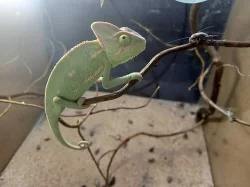 chameleon jemensky mladata