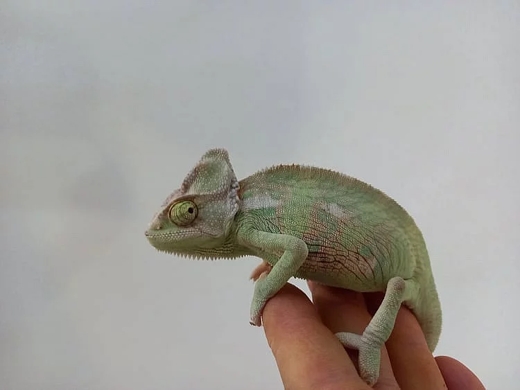 chameleon jemensky mladata