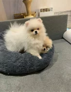 Pomeranian s PP