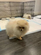 Pomeranian s PP