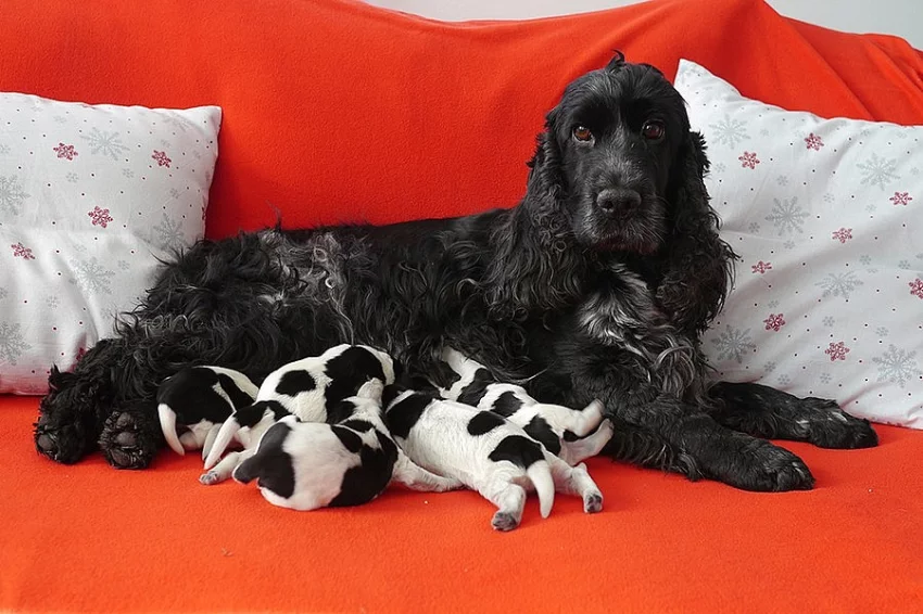 Anglický kokršpaněl - štěňata