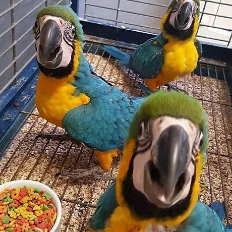 Zcela zdarma papoušci ara pro adopci zdarma